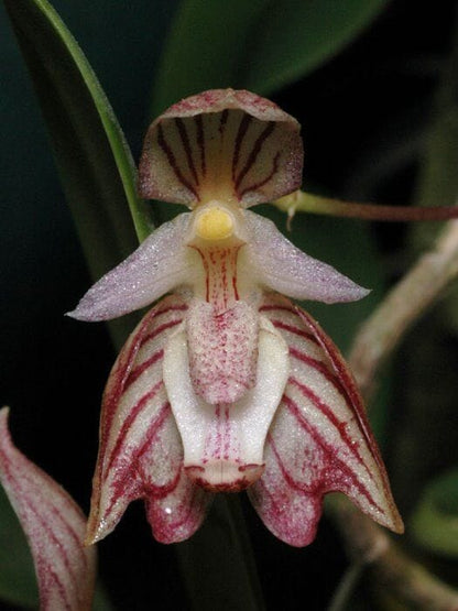Bulbophyllum ambrosia Bulbophyllum La Foresta Orchids 