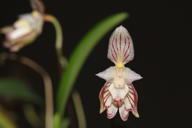 Bulbophyllum ambrosia Bulbophyllum La Foresta Orchids 