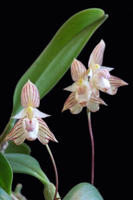 Bulbophyllum ambrosia Bulbophyllum La Foresta Orchids 