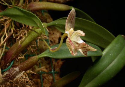 Bulbophyllum ambrosia Bulbophyllum La Foresta Orchids 