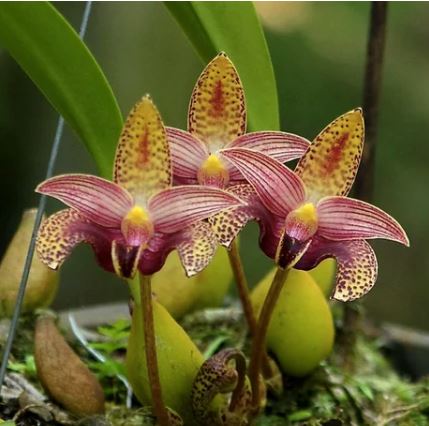 Bulbophyllum sumatranum Bulbophyllum La Foresta Orchids 