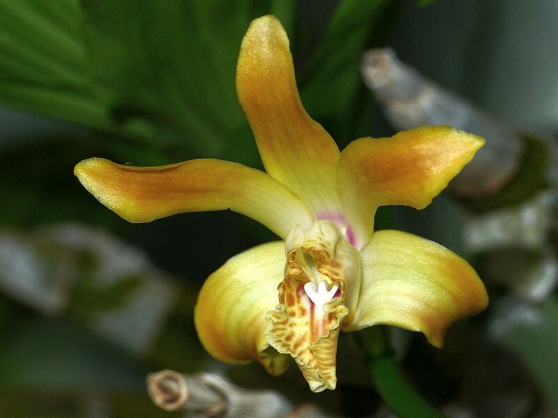 Catasetinae Alliance: Chysis aurea Catasetum La Foresta Orchids 