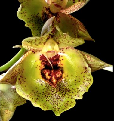 Catasetum expansansum var. yellow spotted Catasetum La Foresta Orchids 