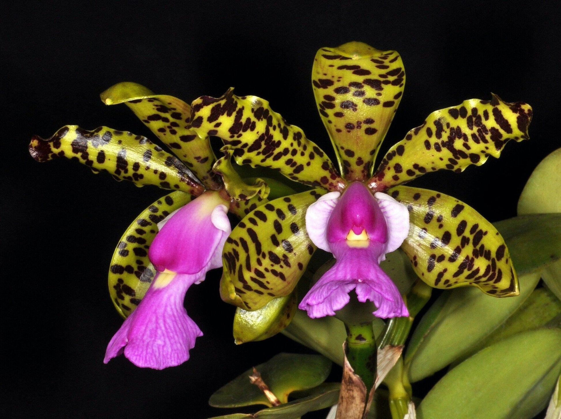 Cattleya aclandiae Cattleya La Foresta Orchids 