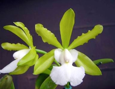 Cattleya aclandiae var. alba Cattleya La Foresta Orchids 