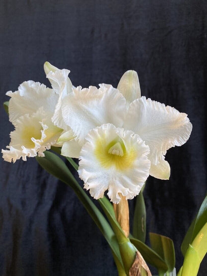 Cattleya Alliance - Blc. Burdekin Wonder 'Lake Land' AM/AOS Cattleya La Foresta Orchids 