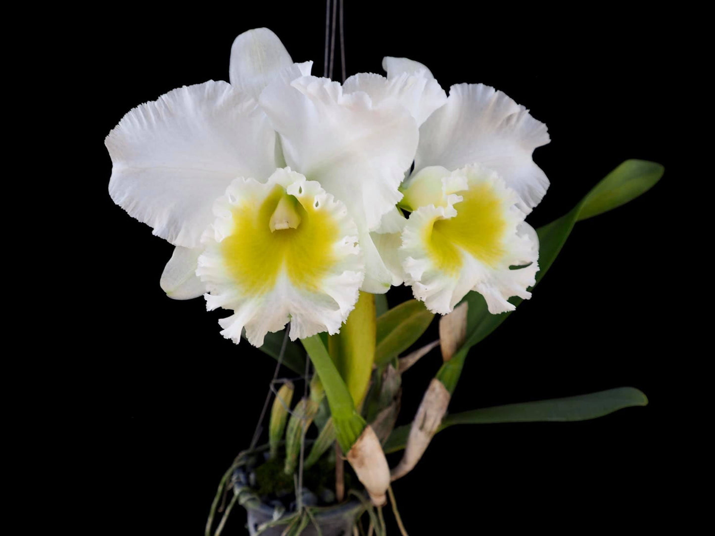 Cattleya Alliance - Blc. Burdekin Wonder 'Lake Land' AM/AOS Cattleya La Foresta Orchids 