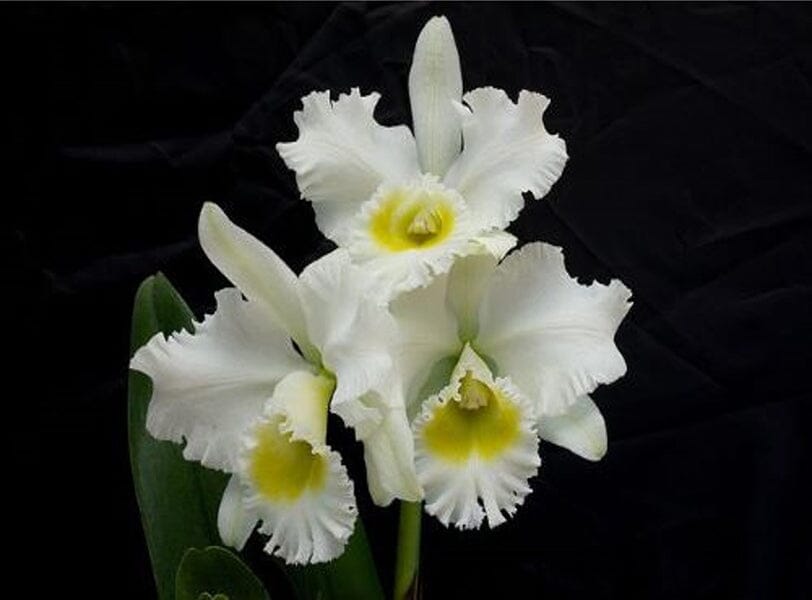 Cattleya Alliance - Blc. Burdekin Wonder 'Lake Land' AM/AOS Cattleya La Foresta Orchids 