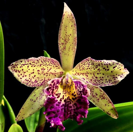 Cattleya Alliance - Blc. Hawaiian Leopard ‘Mei-Ling’ AM/AOS Cattleya La Foresta Orchids 