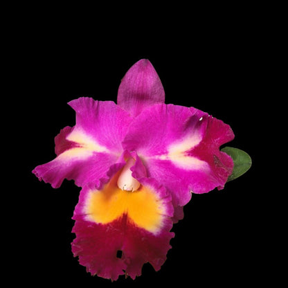 Cattleya Alliance - Blc. Rep. Clift Tsuji ‘Hawaii’ Cattleya La Foresta Orchids 