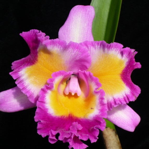 Cattleya Alliance - Blc. Volcano Clown 'Volcano Queen' Cattleya La Foresta Orchids 