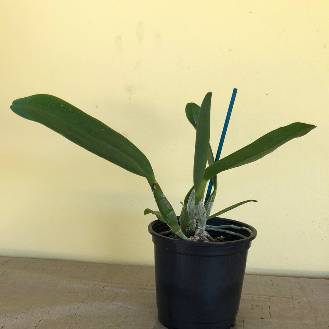 Cattleya Alliance - Blc. Volcano Clown 'Volcano Queen' Cattleya La Foresta Orchids 