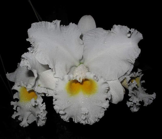 Cattleya Alliance - Cattleya Earl Imperialis x Mishima Pearl 'Blumen Insel' Cattleya La Foresta Orchids 