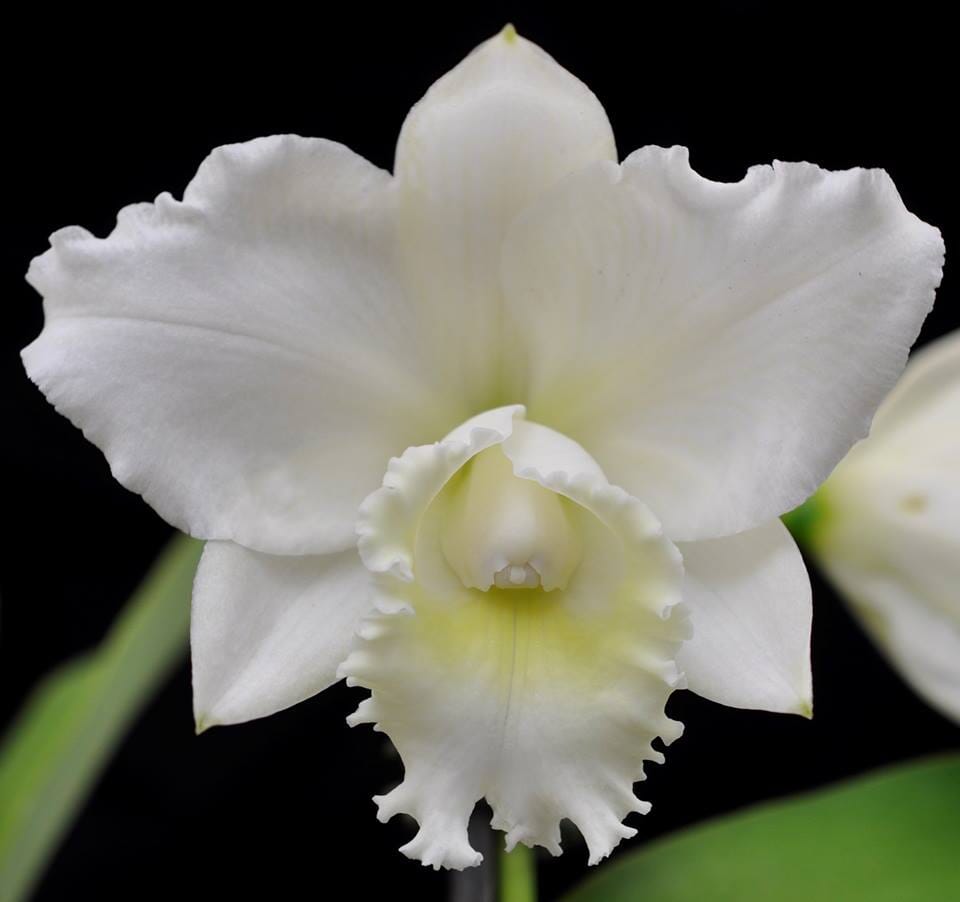 Cattleya Alliance - Cattleya Hawaiian Wedding Song 'Virgin' HCC/AOS Cattleya La Foresta Orchids 