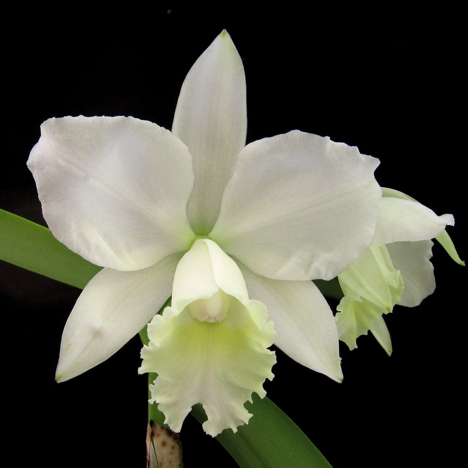 Cattleya Alliance - Cattleya Hawaiian Wedding Song 'Virgin' HCC/AOS Cattleya La Foresta Orchids 