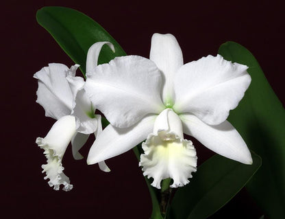 Cattleya Alliance - Cattleya Hawaiian Wedding Song 'Virgin' HCC/AOS Cattleya La Foresta Orchids 