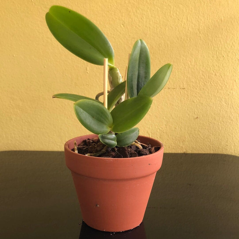 Cattleya Interglossa var. coerulea 'Purple Tower' BM/JOGA x Lc. Elegan ...