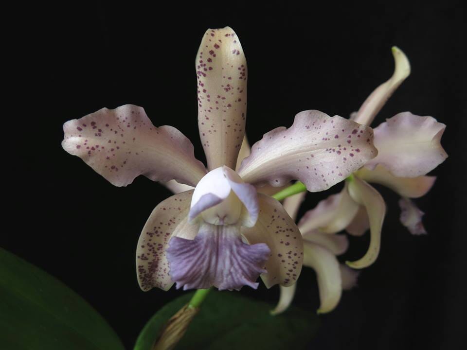 Cattleya Leoloddiglossa var. coerulea 'Exotic Orchids 4N' – La Foresta ...