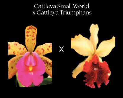 Cattleya Alliance - Cattleya Small World x Cattleya Triumphans Cattleya La Foresta Orchids 