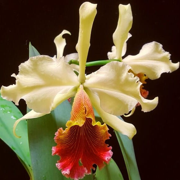 Cattleya Alliance - Cattleya Small World x Cattleya Triumphans Cattleya La Foresta Orchids 