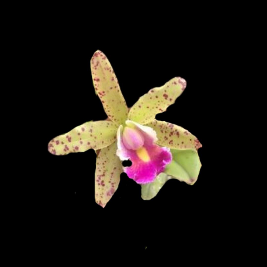 Cattleya Alliance - Cattleya Small World x Cattleya Triumphans Cattleya La Foresta Orchids 