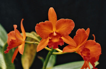 Cattleya Alliance: Cattlianthe Spring Fires Cattleya La Foresta Orchids 