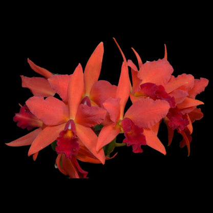 Cattleya Alliance: Cattlianthe Spring Fires Cattleya La Foresta Orchids 