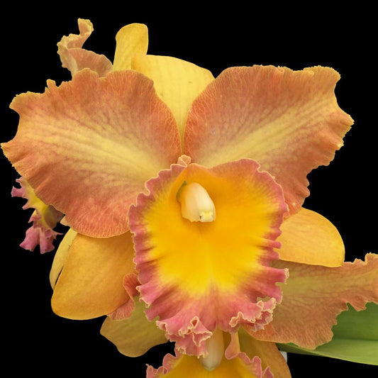 Cattleya Alliance - Curtis Oda 'Volcano Queen' Cattleya La Foresta Orchids 