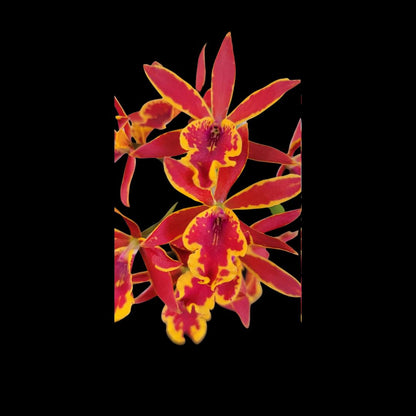 Cattleya Alliance: Epilaeliocattleya Volcano Trick 'Red Lava' Cattleya La Foresta Orchids 