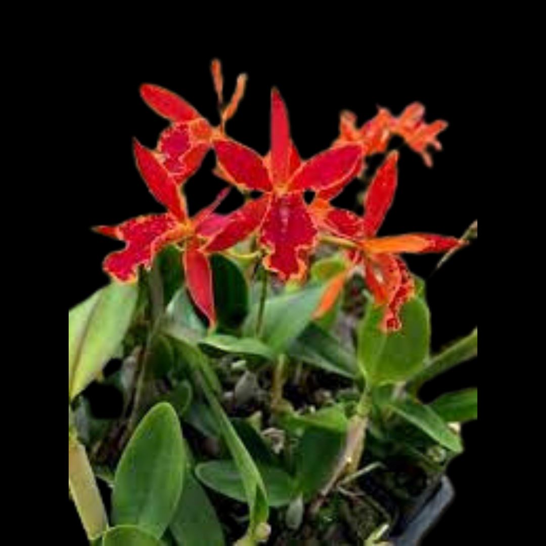 Cattleya Alliance: Epilaeliocattleya Volcano Trick 'Red Lava' Cattleya La Foresta Orchids 