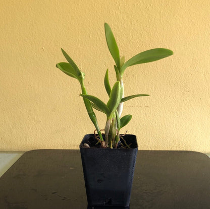 Cattleya Alliance: Epilaeliocattleya Volcano Trick 'Red Lava' - In BUD! Cattleya La Foresta Orchids 