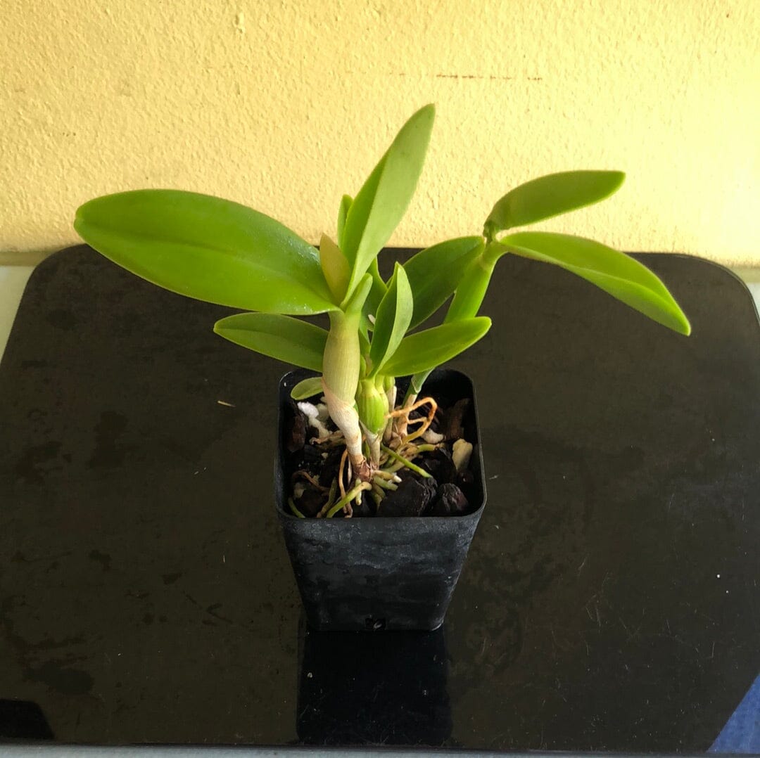 Cattleya Alliance: Epilaeliocattleya Volcano Trick 'Red Lava' - In BUD! Cattleya La Foresta Orchids 