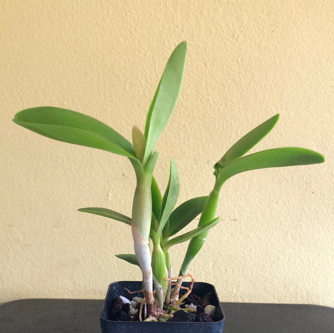 Cattleya Alliance: Epilaeliocattleya Volcano Trick 'Red Lava' - In BUD! Cattleya La Foresta Orchids 