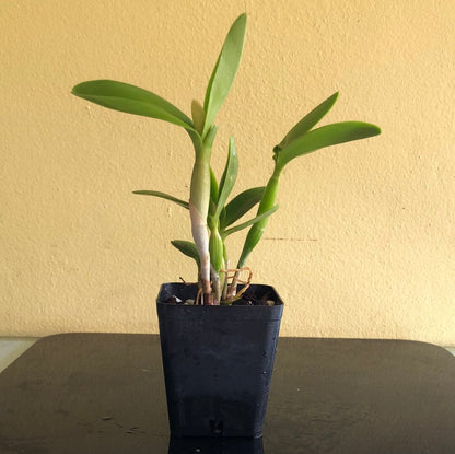 Cattleya Alliance: Epilaeliocattleya Volcano Trick 'Red Lava' - In BUD! Cattleya La Foresta Orchids 