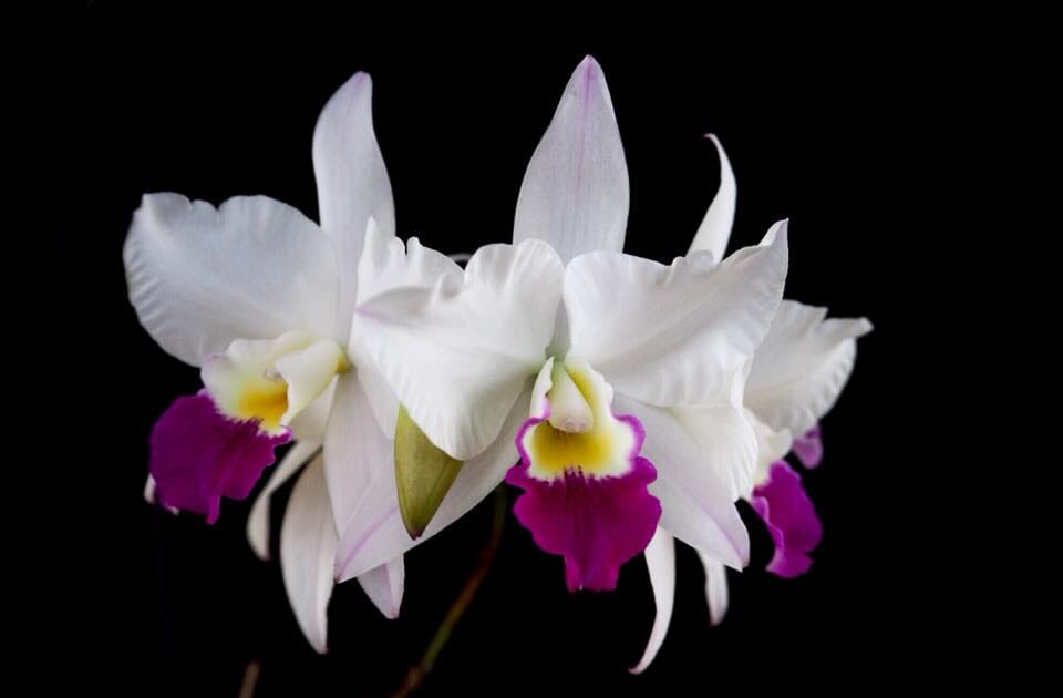Cattleya Alliance - Laeliocatarthron Village Chief Parfum Cattleya La Foresta Orchids 