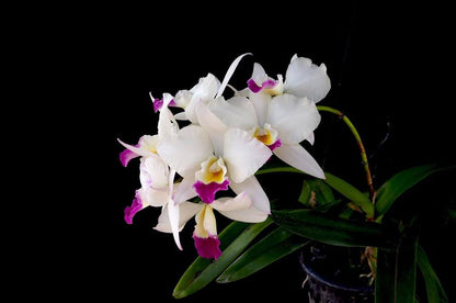 Cattleya Alliance - Laeliocatarthron Village Chief Parfum Cattleya La Foresta Orchids 