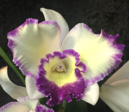 Cattleya Alliance: Lc. Nice Holiday 'Suntopia' Cattleya La Foresta Orchids 