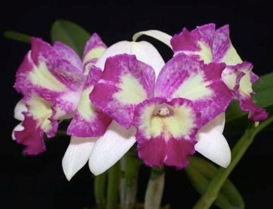 Cattleya Alliance: Lc. Nice Holiday 'Suntopia' Cattleya La Foresta Orchids 