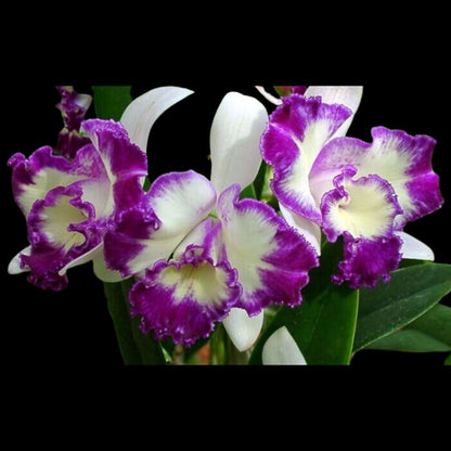 Cattleya Alliance: Lc. Nice Holiday 'Suntopia' Cattleya La Foresta Orchids 