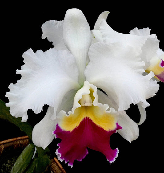 Cattleya Alliance: Lc. Taida Swan 'Polar Bear' Cattleya La Foresta Orchids 