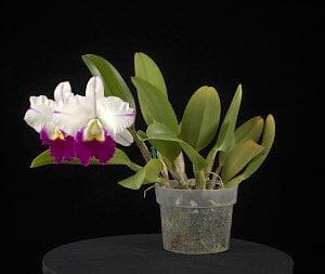 Cattleya Alliance - Memoria Anna Balmores Cattleya La Foresta Orchids 