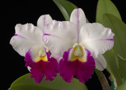 Cattleya Alliance - Memoria Anna Balmores Cattleya La Foresta Orchids 