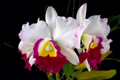 Cattleya Alliance - Memoria Anna Balmores Cattleya La Foresta Orchids 