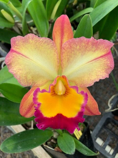 Cattleya Alliance - Potinara Lila Ashitomi ‘Hawaiian Flare’ Cattleya La Foresta Orchids 6" 