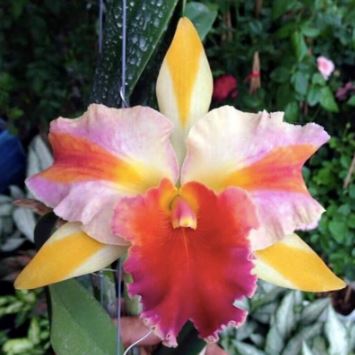 Cattleya Alliance - Rlc. Amazing Thailand 'Rainbow' Cattleya La Foresta Orchids 
