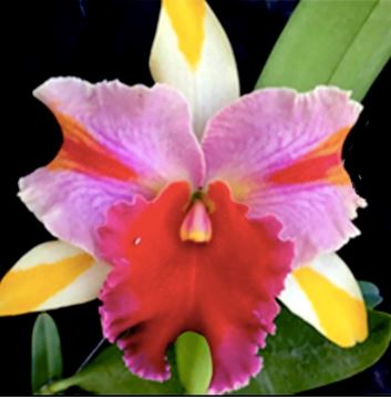 Cattleya Alliance - Rlc. Amazing Thailand 'Rainbow' Cattleya La Foresta Orchids 