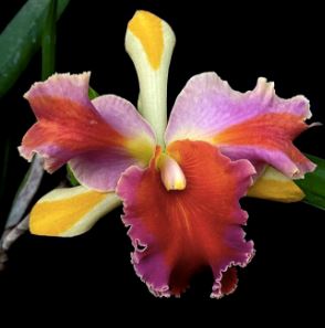 Cattleya Alliance - Rlc. Amazing Thailand 'Rainbow' Cattleya La Foresta Orchids 