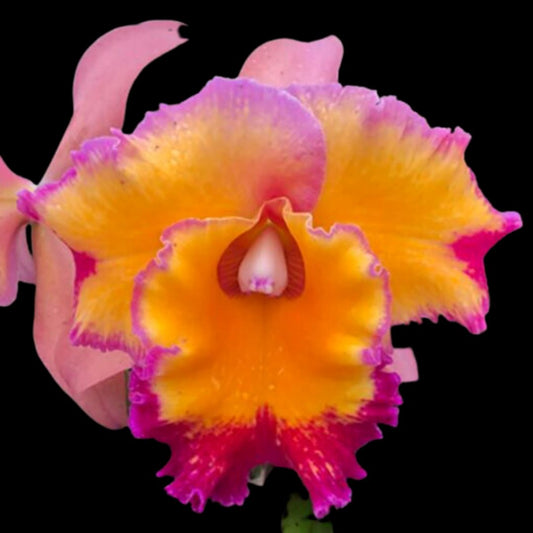 Cattleya Alliance: Rlc. Dick Smith 'Paradise' Cattleya La Foresta Orchids 