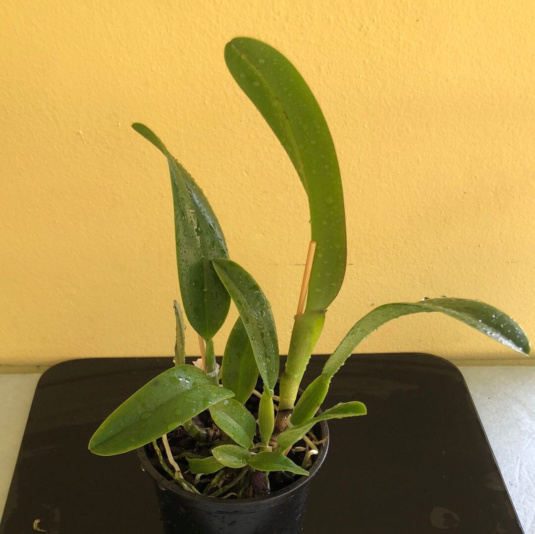 Cattleya Alliance - Rlc. Fire Jewel 'Volcano Queen' Cattleya La Foresta Orchids 