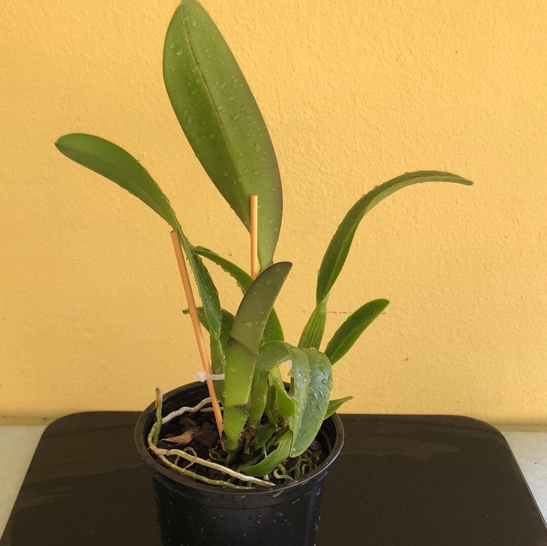 Cattleya Alliance - Rlc. Fire Jewel 'Volcano Queen' Cattleya La Foresta Orchids 